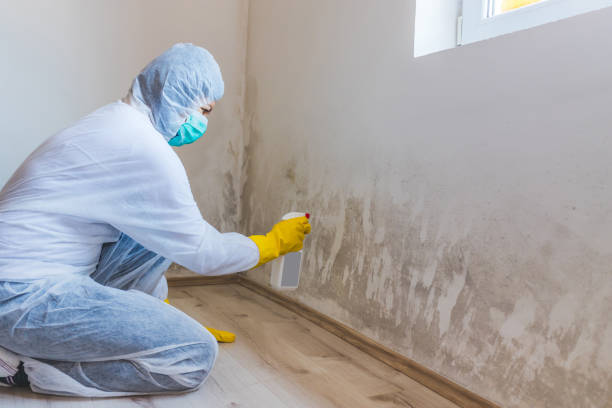 Black mold inspection in Nanty Glo