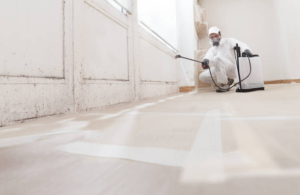 Black mold remediation team in Nanty Glo